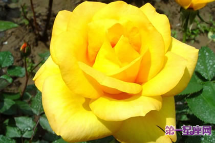 7月5日花語：奧地利石南玫瑰，生日花語起源