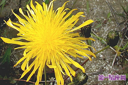 7月9日花語(yǔ)：沼澤薊，生日花語(yǔ)支持