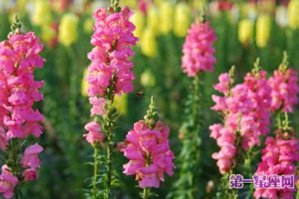 7月12日花語：金魚草，生日花語具利用價值
