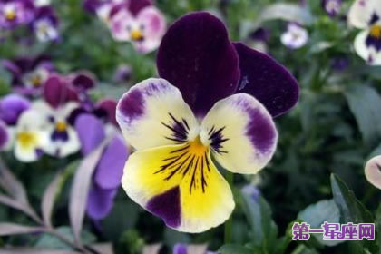 7月16日花語：大型三色蓳，生日花語束縛