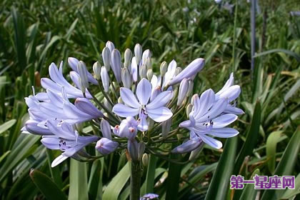 7月22日花語：紫君子蘭，生日花語誤認