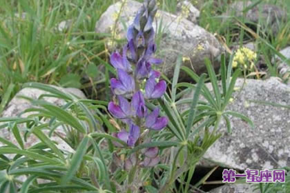 7月24日花語：窄葉羽扇豆，生日花語影響