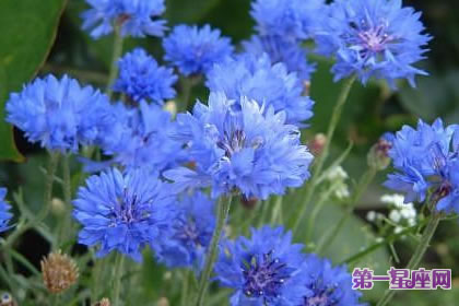 7月29日花語：矢車菊，生日花語遇見