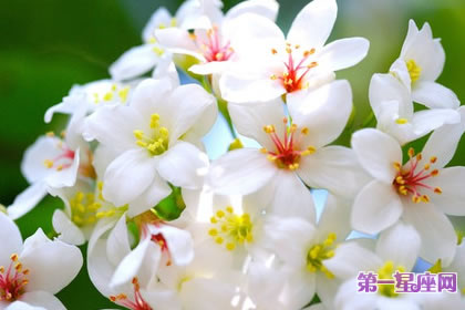 7月30日花語：白色毛蕊花，生日花語思索