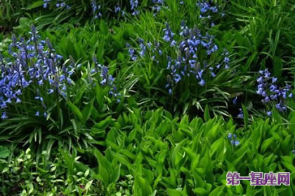 8月4日花語：藍鈴花，生日花語訪問