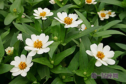 8月14日生日花：百日菊，生日花語興奮