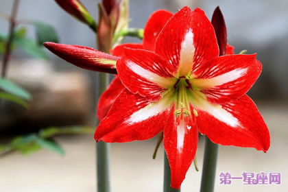 8月16日生日花：孤挺花，生日花語體質虛羽