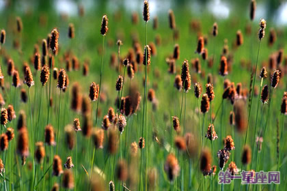 8月22日花語：貓尾草，生日花語恩惠