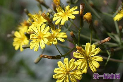 8月27日花語：深山毛蓮菜，生日花語頑固