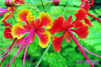 9月7日花語：金鳳花，生日花語逃亡