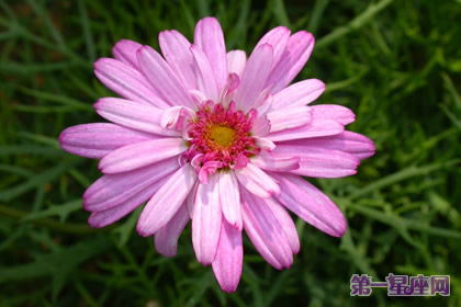 9月8日花語(yǔ)：米迦勒雛菊，生日花語(yǔ)夫妻愛
