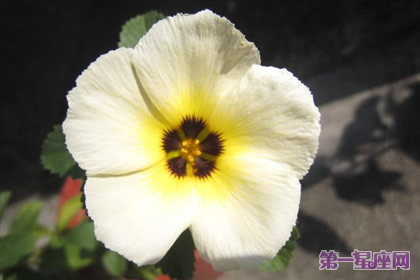 花語：時鐘花，生日花語踏實