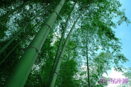 花語：原竹，生日花語僥幸