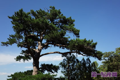 花語(yǔ)：松樹(shù)，生日花語(yǔ)篤實(shí)