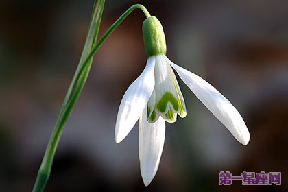 花語：雪花蓮，生日花語海風
