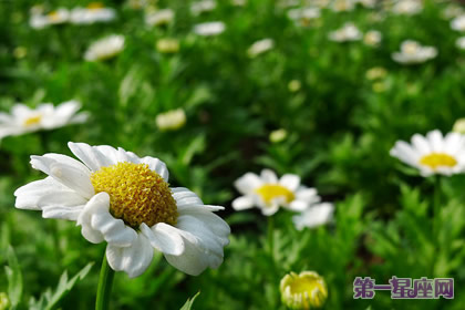 花語(yǔ)：小日菊，生日花語(yǔ)清澄