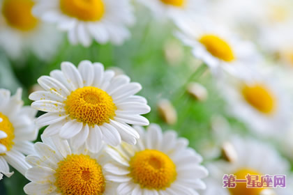 花語：白菊花，生日花語高尚
