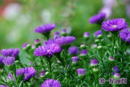 花語：紫苑，生日花語活動(dòng)家