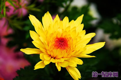 花語：秋菊，生日花語室內設計