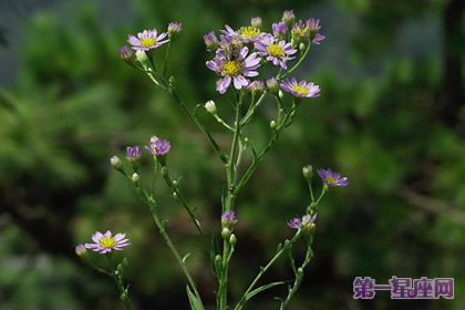 花語：柳葉紫苑，生日花語考驗