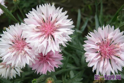 花語(yǔ)：香矢車菊，生日花語(yǔ)樸素