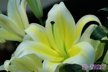 八月的花語是什么？百合花