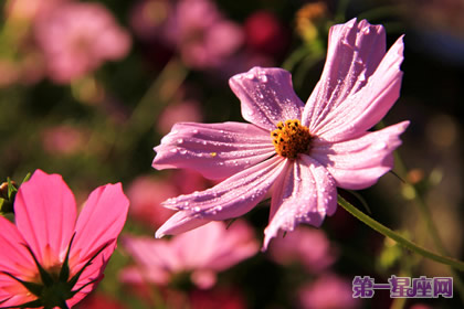 十月的花語是什么？大波斯菊