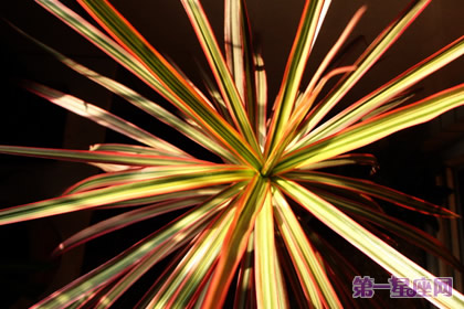 詳解：千年木花語是什么？