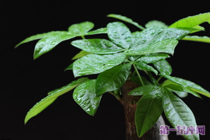 植物花語：發(fā)財樹的花語