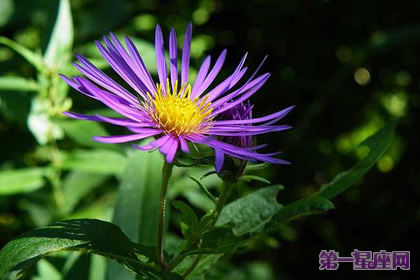 花語：紫苑花，生日花語中和