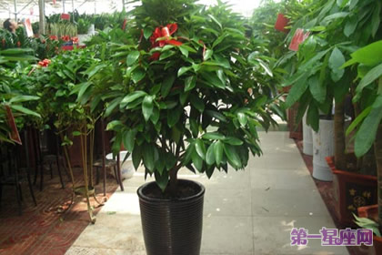 植物花語：平安樹花語