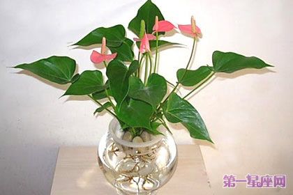 粉掌花語：熱烈、豪放、歡樂