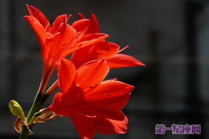 火花蘭花語是什么？