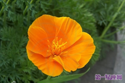 各種花的花語：花菱草的花語