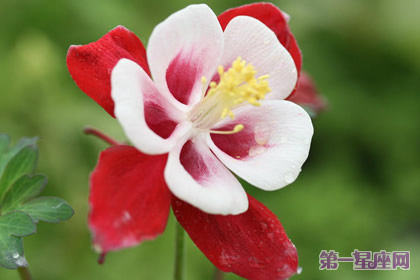 依米花的花語和象征代表意義