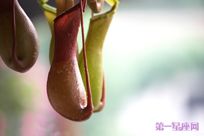 豬籠草的花語(yǔ)：財(cái)運(yùn)亨通、財(cái)源廣進(jìn)