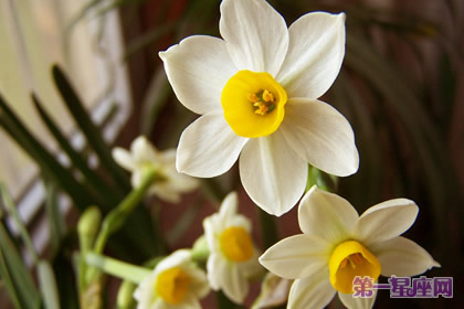 花語(yǔ)：水仙，生日花語(yǔ)長(zhǎng)壽