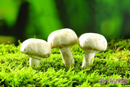花語：蘑菇，生日花語左右為難