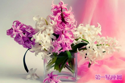 11月9日花語：風(fēng)信子，生日花語注目