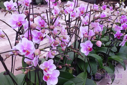 迷你蝴蝶蘭：快樂天使、風華正茂