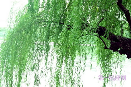 植物花語：楊柳的花語是什么？