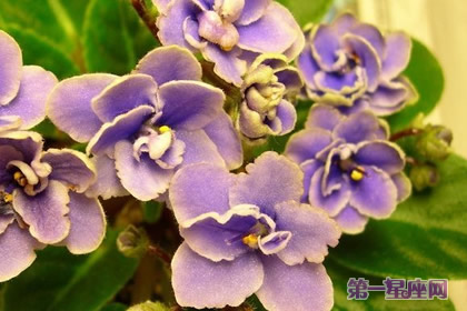 非洲紫羅蘭花語