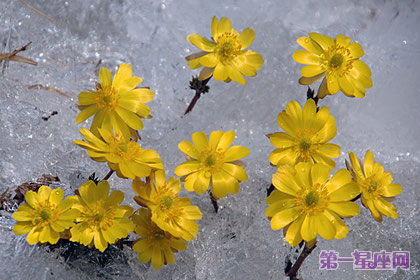 冰凌花的花語：無私的愛、勇敢的愛