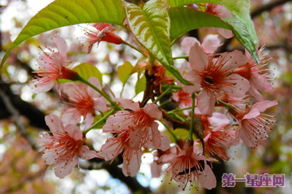 花語：冬櫻花，生日花語悸動