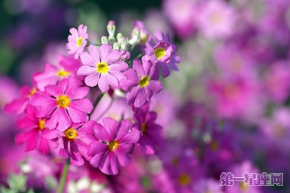 花語：西洋櫻草，生日花語孤寂