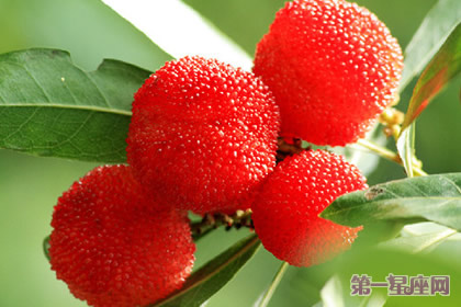 花語：草莓樹，生日花語孤寂