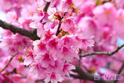 花語(yǔ)：冬櫻花，生日花語(yǔ)東方的神秘
