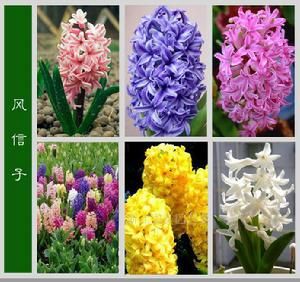 風信子花語