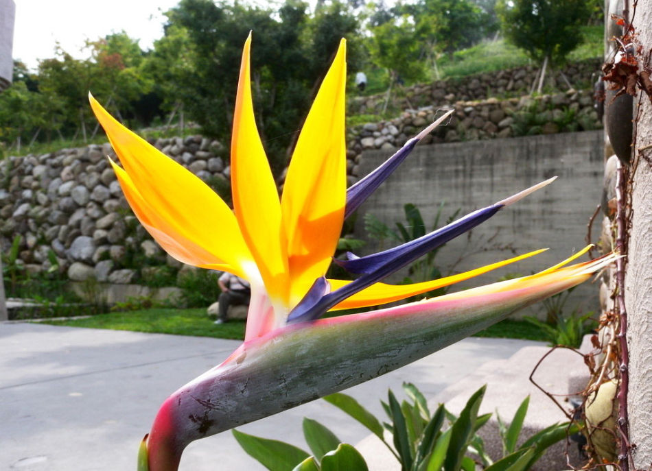 天堂鳥