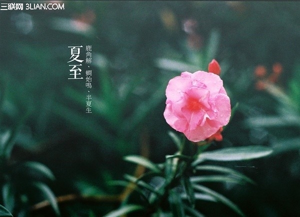 夏至諺語 三聯